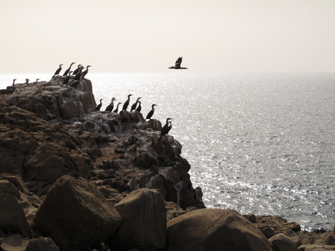 Sea birds take flight off a rocky outcrop on Iles de la Madeleine, rocky islands off Dakar, Senegal